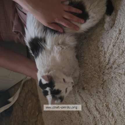 Photo de chat trouvé à Venissieux