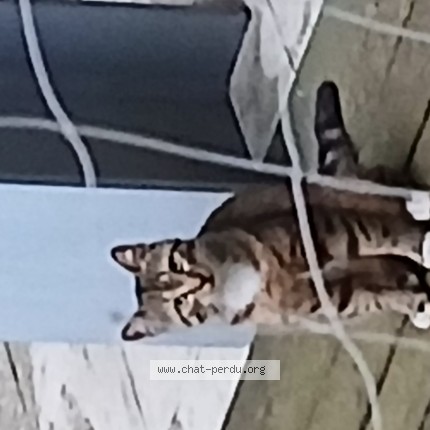 Photo 1/1 Chat trouvé Trouvé à Bruxelles