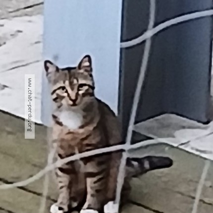 Photo 1/1 Chat trouvé Trouvé à Bruxelles