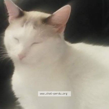 Photo de chat perdu à St Sauveur