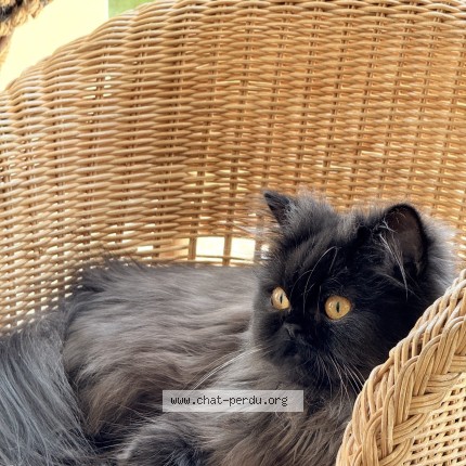 Photo de chat perdu à Grenoble