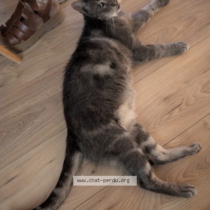 Photo de chat trouvé à Epernon