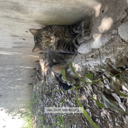 Photo 1/1 Umis Chat perdu à Gustavia