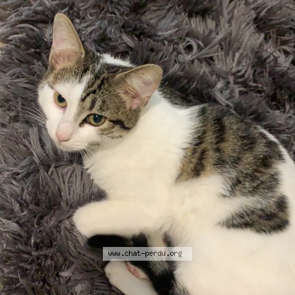 Photo 1/1 riina Chat perdu à Nanterre