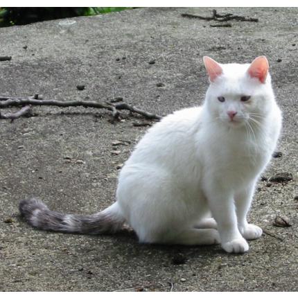 Tanouk Chat Perdu A Simiane La Rotonde Chat Perdu France Tanouk Chat Perdu A Simiane La Rotonde Chat Perdu France