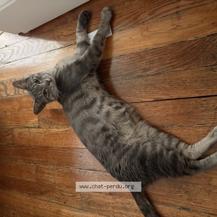 Photo de chat trouvé à Paris