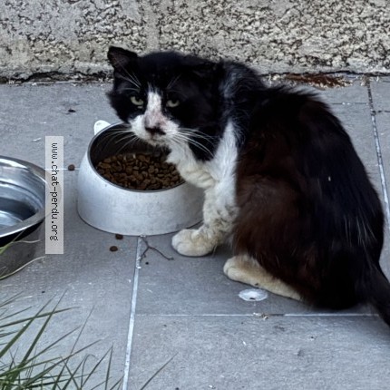 Photo 1/1 Chat trouvé Trouvé à Aubord