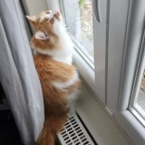 Minette