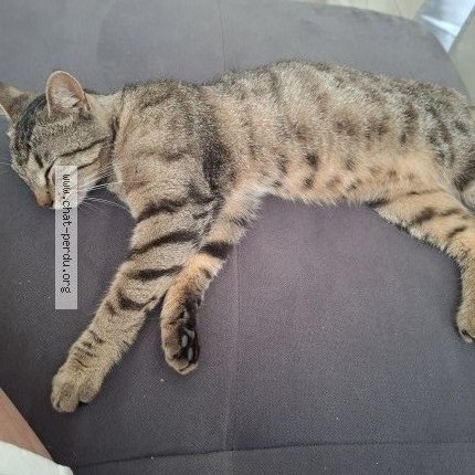 Photo de chat trouvé à Arc Et Senans