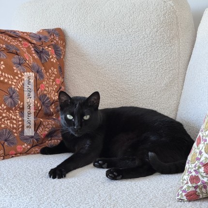 Photo de chat perdu à Meneac