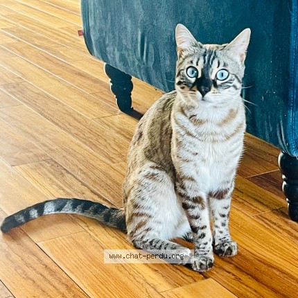 Photo de chat perdu à Maisons Laffitte