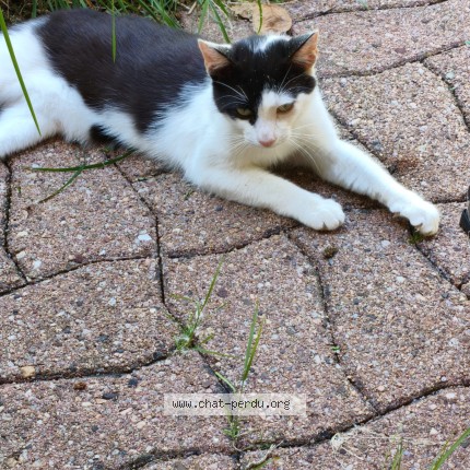 Photo 1/1 Chat trouvé Trouvé à Saint Vincent Sur Oust