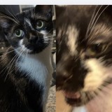 LuLu