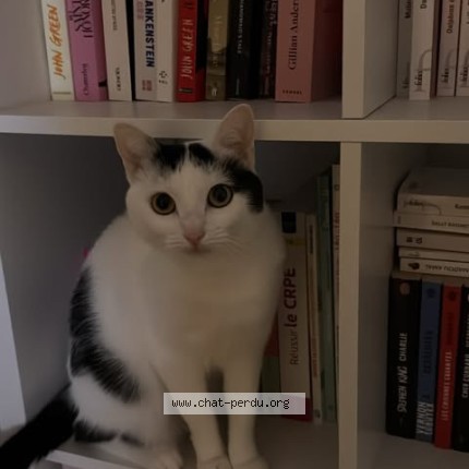 Photo 1/1 Tia Chat perdu à Rouen
