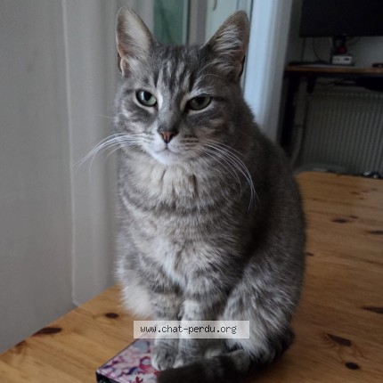 Photo 1/1 Minette Majolie Chat perdu à Marseille