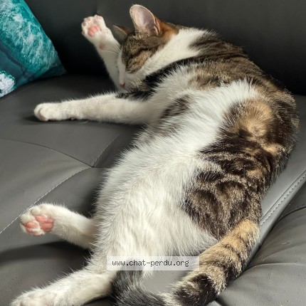 Photo 2/2 amon Chat perdu à Moissy Cramayel