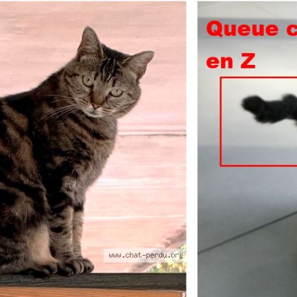 Photo 1/1 PIKA Chat perdu à Saint Maur Des Fosses