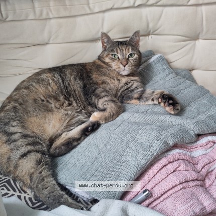 Photo de chat perdu à Crosne