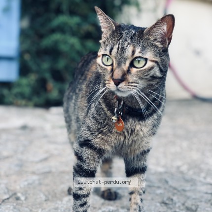 Photo 1/1 opale Chat perdu à Mortagne Sur Sevre