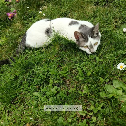Photo 1/1 KAYLOU Chat perdu à Fontenay Aux Roses