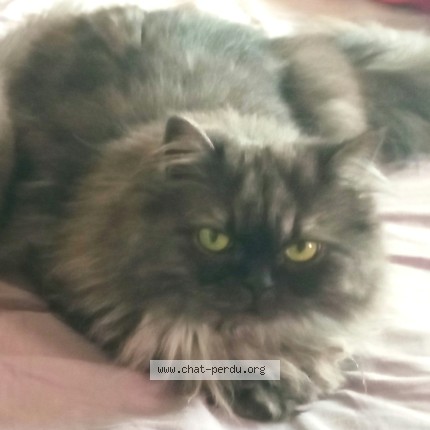 Photo de chat perdu à Pontault Combault