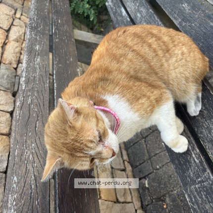 Photo de chat trouvé à Hesingue