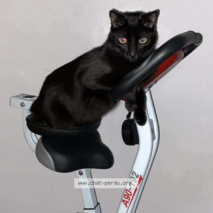 Photo de chat perdu à Versailles