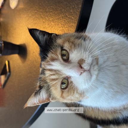 Photo de chat perdu à Navenne