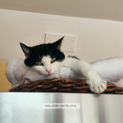 Photo de chat perdu à Gourge