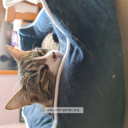 Photo de chat perdu à Merey Sous Montrond