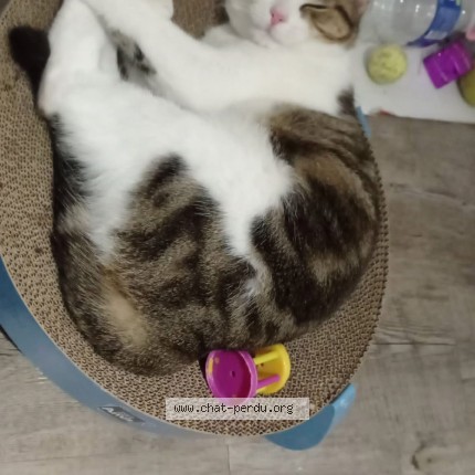 Photo de chat perdu à Boussens