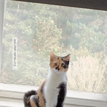 Photo 1/1 Yumi Chat perdu à Cherbourg En Cotentin