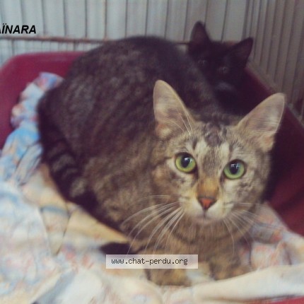 Photo 1/1 AÏNARA Chat perdu à Saint Pierre Des Corps