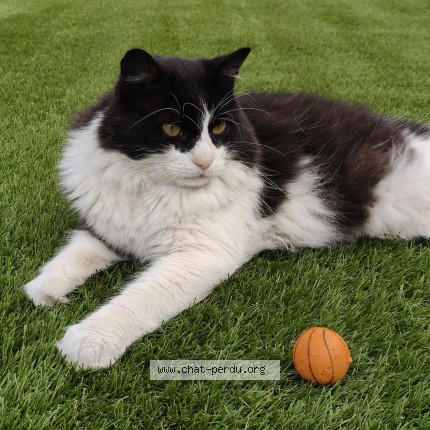 Photo de chat perdu à Martigues