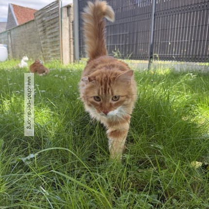 Photo de chat perdu à Beauquesne