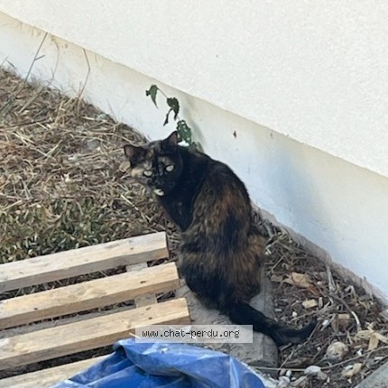 Photo de chat trouvé à Montpellier