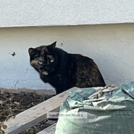 Photo 2/3 Chat trouvé Trouvé à Montpellier
