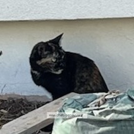 Photo 3/3 Chat trouvé Trouvé à Montpellier