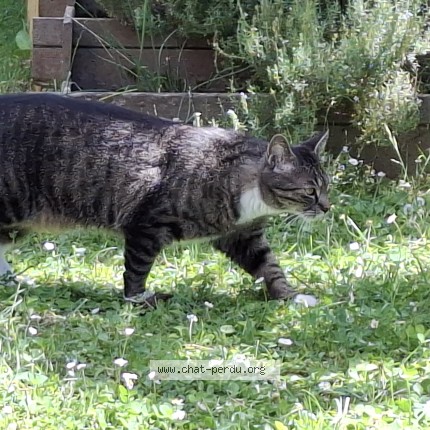 Photo de chat perdu à Saint Maur Des Fosses