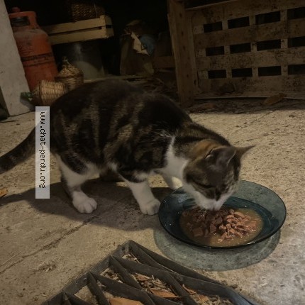 Photo 1/1 Chat trouvé Trouvé à Ambares Et Lagrave