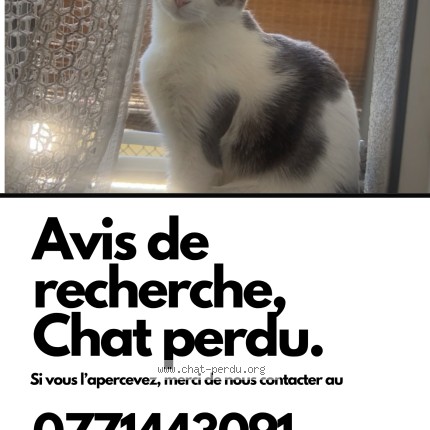 Photo de chat perdu à Mulhouse