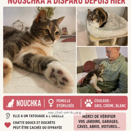 Photo 1/1 nouchka Chat perdu à Calais