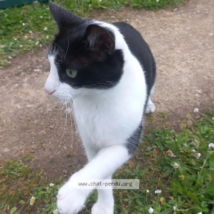 Photo 1/1 Milou Chat perdu à Tours