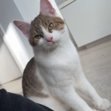 nono