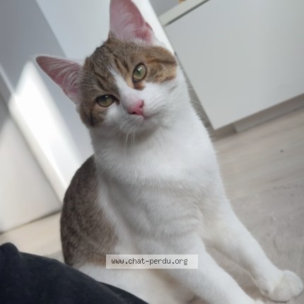 Photo 1/1 nono Chat perdu à Liege