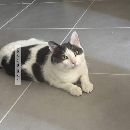 Photo 1/1 Maurice Chat perdu à Toulouse