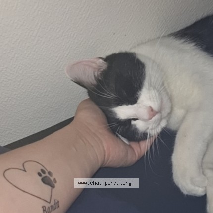 Photo 1/1 plouf Chat perdu à Vichy