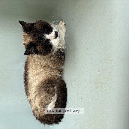Photo 1/1 Petitchat Phénix Chat perdu à Les Cotes D Arey
