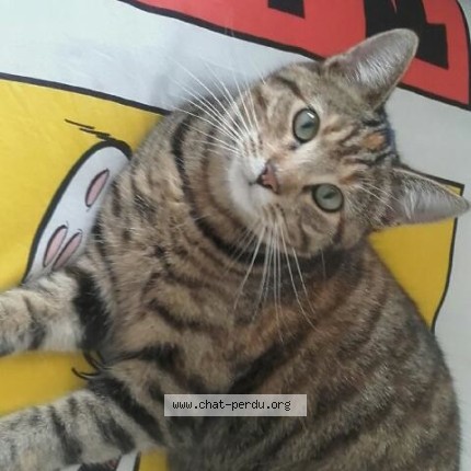 Photo 1/1 Vanille Chat perdu à Saint Sebastien Sur Loire