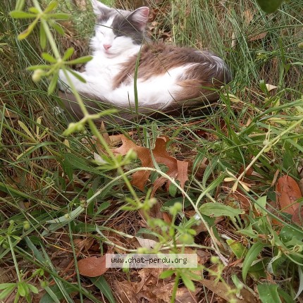 Photo 1/1 Hoshi Chat perdu à Rabastens De Bigorre